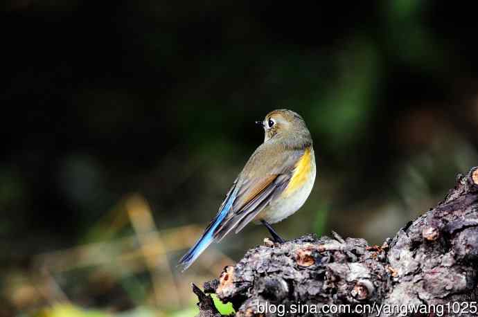雌性红胁蓝尾鸲（52）