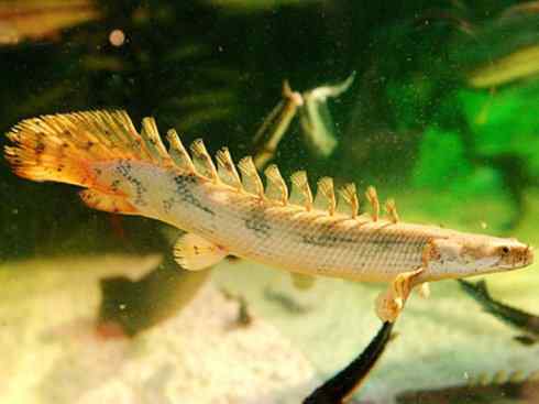 鱼类活化石：多鳍鱼