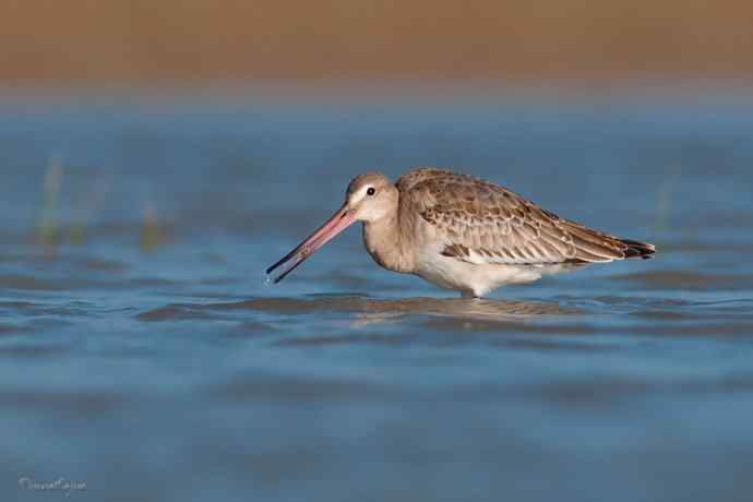 小鸟 wbr伊人 wbr珍珠婚