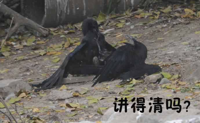 北京动物园的鸟类——争斗