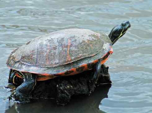 玄武：传说的兽原型探秘（水龟）