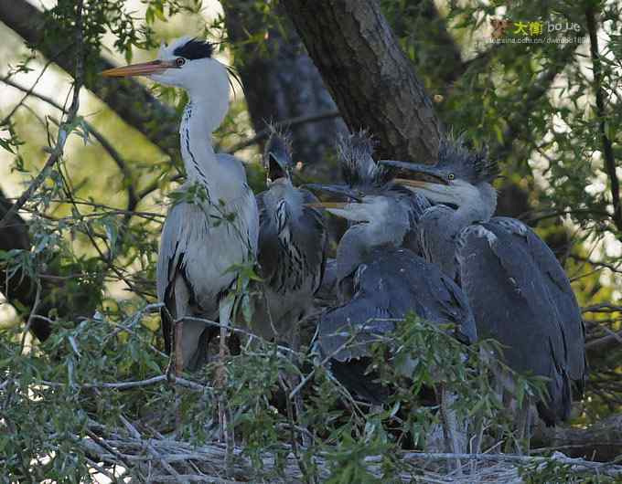 大苍的儿子有点烦