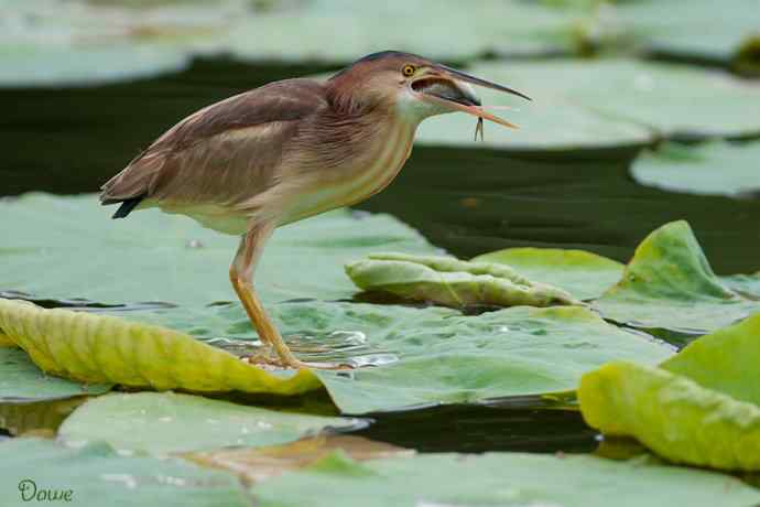 初到将府拍小鳽 初到将府拍小鳽