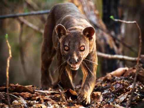 绝色攀禽：佛法僧目之地鴗