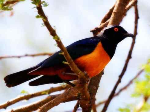 美丽无罪：雀鸟之辉椋鸟