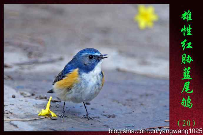 雄性红胁蓝尾鸲（20）