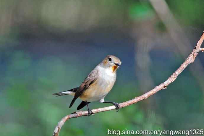 秋天的红喉姬鹟（4）