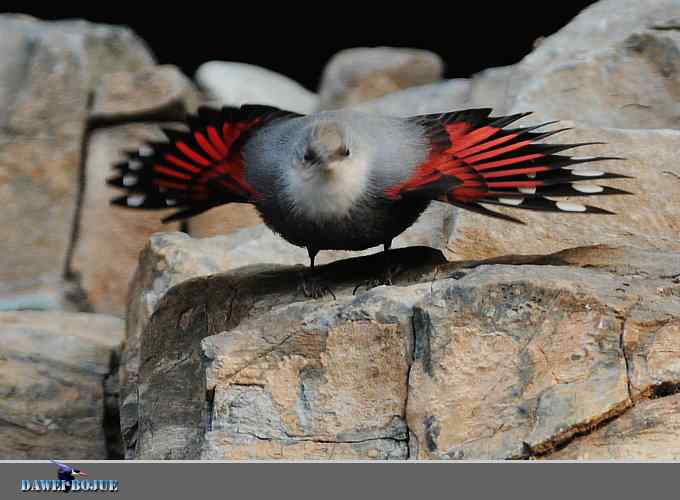 红翅蝶影 wbr炫舞山崖