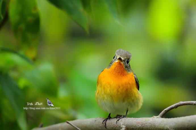 萌鸟鈥斺旔都l贺双十一