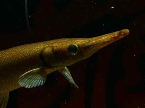 鱼类活化石：鳄雀鳝