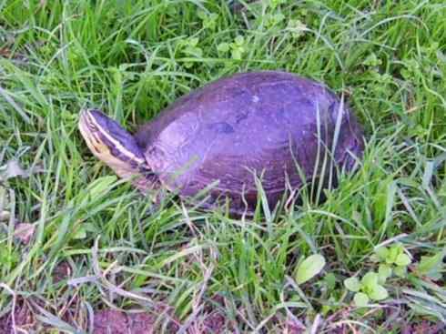 玄武：传说的兽原型探秘（鳄龟）