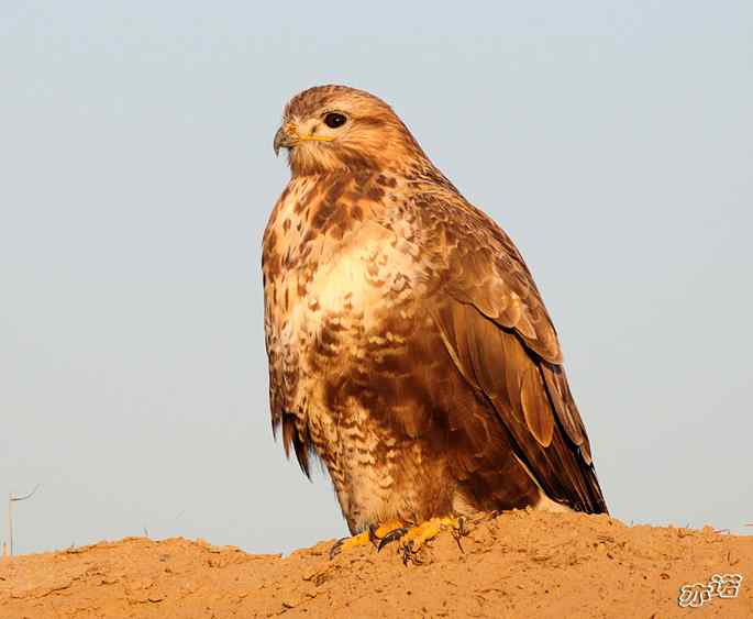 官厅水库&nbsp;wbr路&nbsp;wbr沐浴夕阳的大鵟