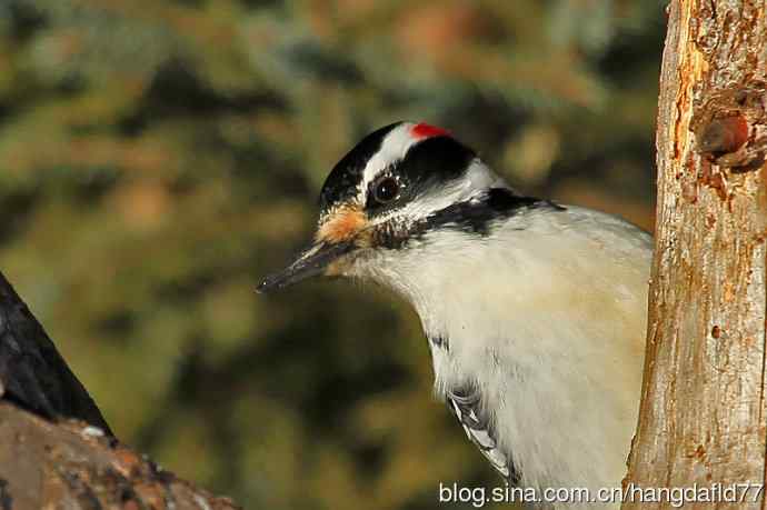 毛发啄木鸟（2）