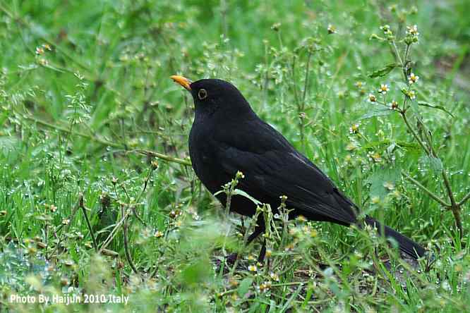 【亚平宁半岛之旅 wbr. wbr鸟鸟猎摄】