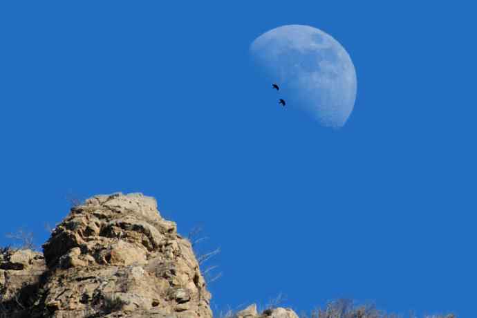 永定河生态观鸟