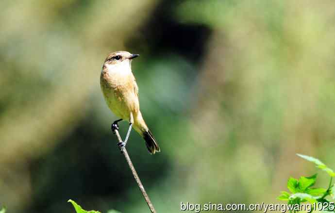 雌性黑喉石鵖（5）