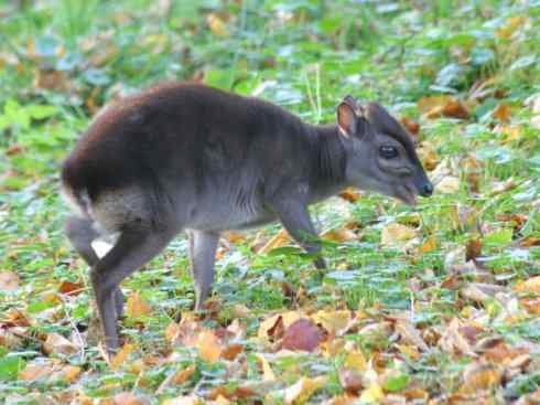 麒麟：传说的兽原型探秘（鹿羚）