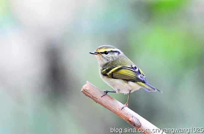 北京天坛公园的鸟类——黄腰柳莺（16）