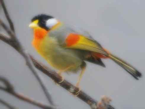 家禽驯化之源之十五 家禽驯化之源之十五