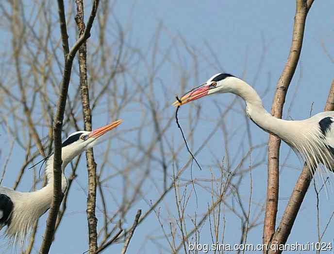 蓝天下勤劳的苍鹭
