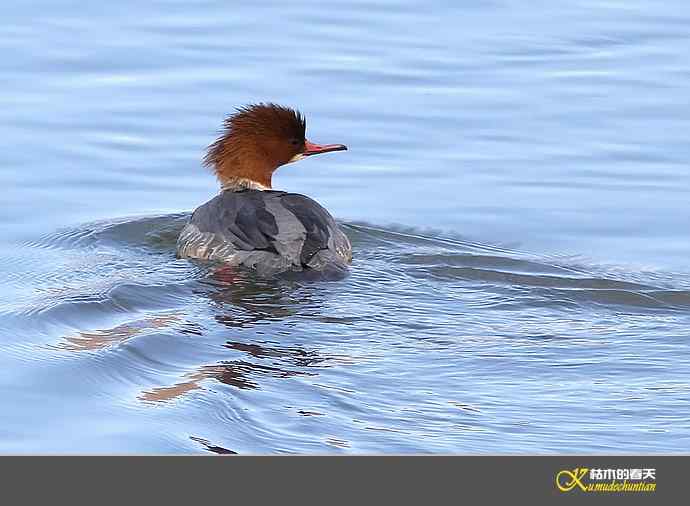 月亮湾拍的“秋沙鸭”【实拍】