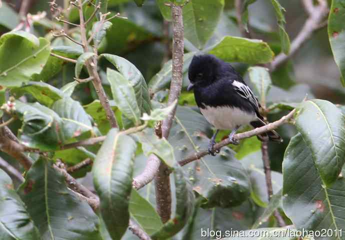 又撮一堆儿 wbr肯尼亚的鸟儿