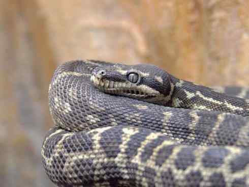 龙：传说的兽原型探秘（树蟒类）