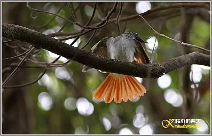 再拍寿带鸟【照片】 再拍寿带鸟【照片】