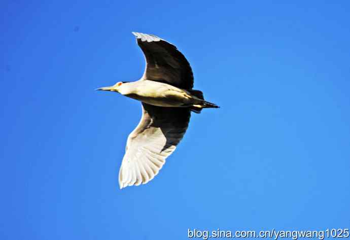 飞(夜鹭)28 飞(夜鹭)28