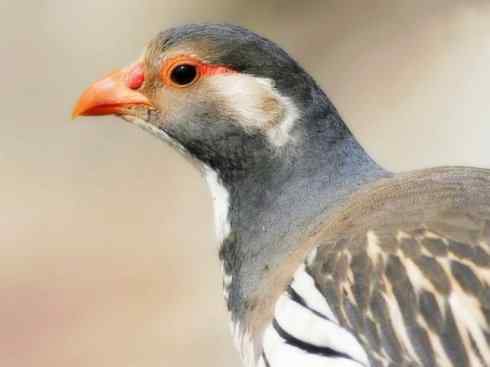 家禽驯化之源之十