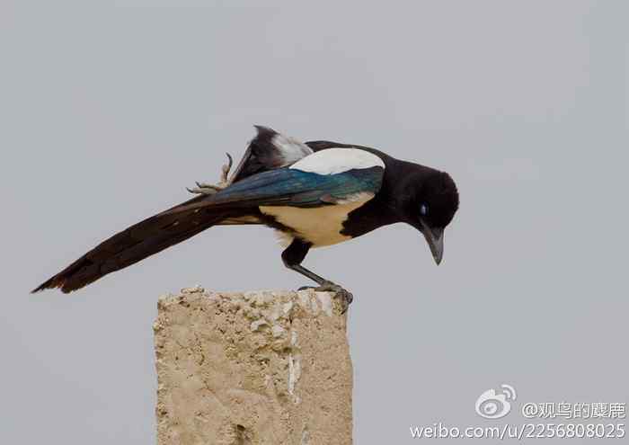 鸟儿怎样挠痒痒