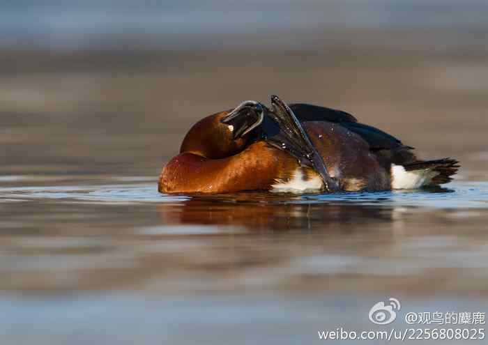 鸟儿怎样挠痒痒