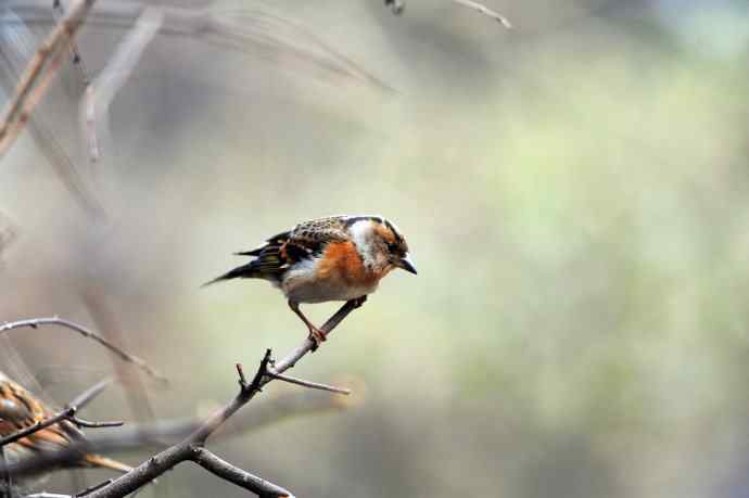 燕雀(抓拍)7 燕雀(抓拍)7