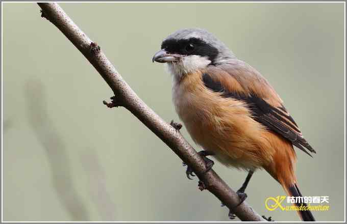 棕腹啄木鸟和其他【照片】