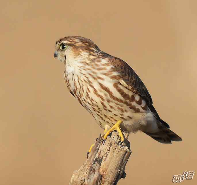 官厅水库&nbsp;wbr路&nbsp;wbr四种猛禽