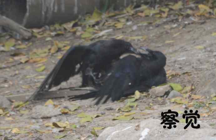北京动物园的鸟类——争斗