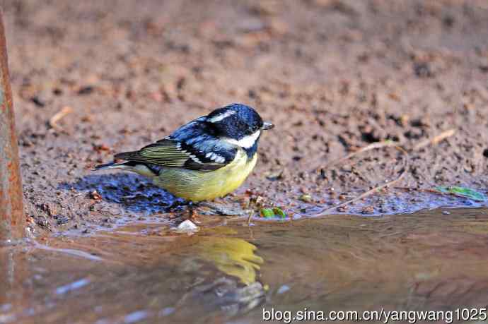 饮水的黄腹山雀