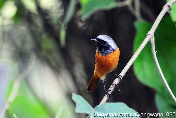 雄性北红尾鸲（17）