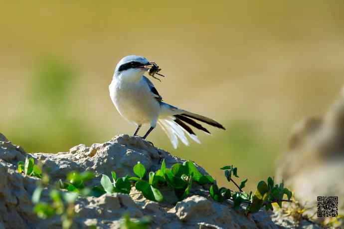 野鸭湖的楔尾伯劳吃什么？