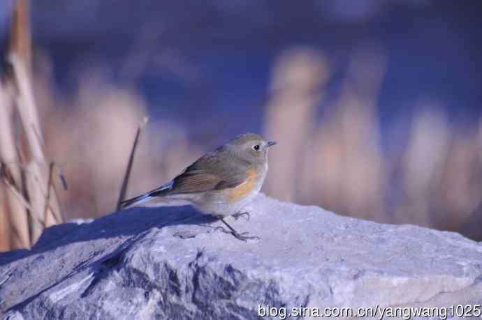 变焦（70-300）拍鸟儿【原版片】