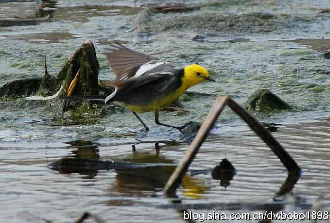 沙河观鸟 沙河观鸟