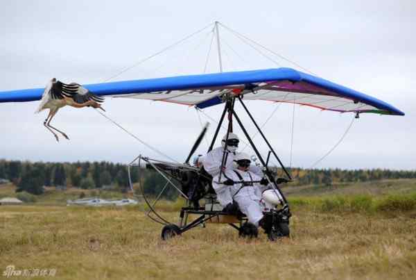 普京真男人 亲自驾驶滑翔机引领白鹤迁徙