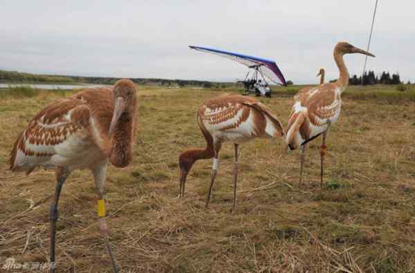 普京真男人 亲自驾驶滑翔机引领白鹤迁徙