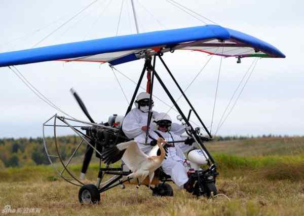 普京真男人 亲自驾驶滑翔机引领白鹤迁徙