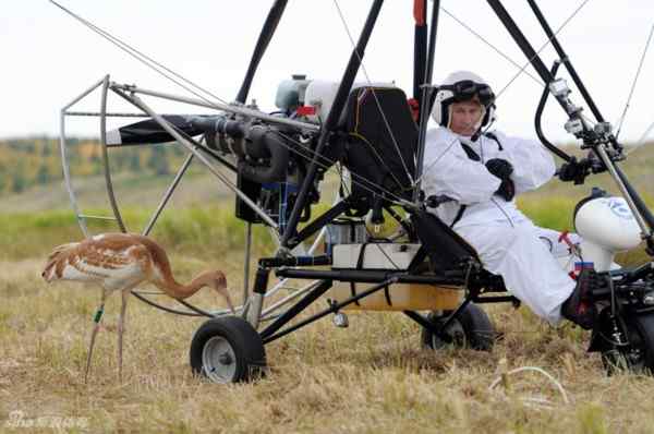 普京真男人 亲自驾驶滑翔机引领白鹤迁徙