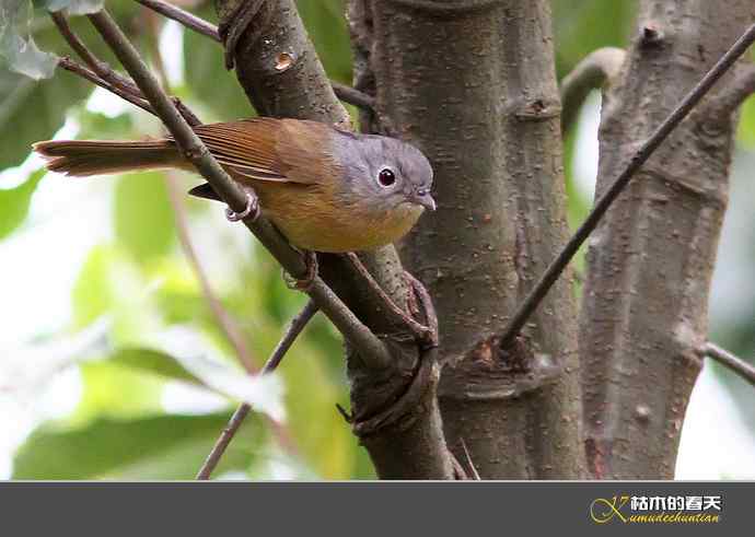 云南拍鸟打个总结：记录鸟片十四种