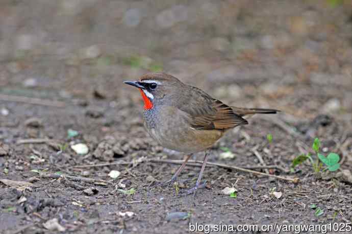 红喉歌鸲(11) 红喉歌鸲(11)