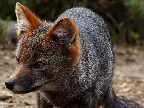 犬科：狐亚科伪狐属之阿根廷狐、山狐、达尔文狐