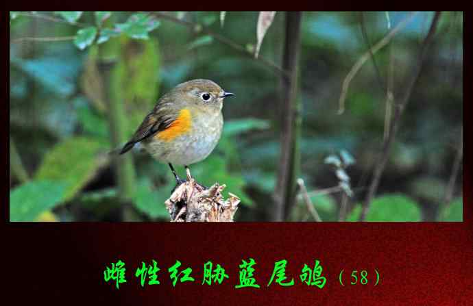 雌性红胁蓝尾鸲（58）