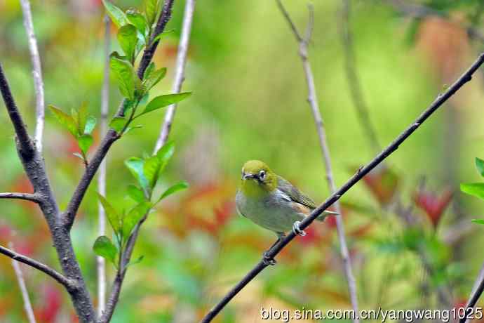 红胁绣眼鸟(11) 红胁绣眼鸟(11)